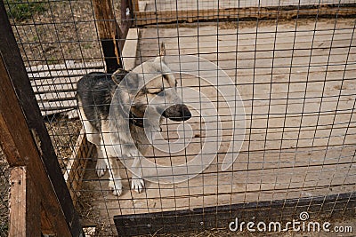 Kennel of northern sled dogs Alaskan husky. Sad lonely mongrel in aviary behind shelter cage with sick paw is waiting for adoption Stock Photo