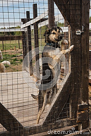 Kennel of northern sled dogs Alaskan husky. Sad lonely mongrel puppy in aviary behind shelter cage stands with its paws on fence Stock Photo