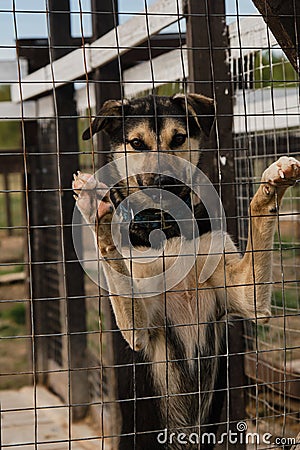 Kennel of northern sled dogs Alaskan husky. Sad lonely mongrel puppy in aviary behind shelter cage stands with its paws on fence Stock Photo