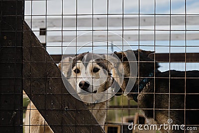 Two sad lonely mongrel puppies in aviary behind cage of shelter are standing behind fence and waiting for adoption. Concept of Stock Photo