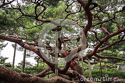 The picturesque Kenroku-en gardens, Kanazawa, Ishikawa, Japan Stock Photo