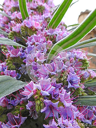 Kent country castle home with tall spiky climbing pride of madeira plant flowers Stock Photo