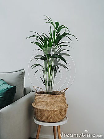 Kentia or howea forsteriana in room interior Stock Photo