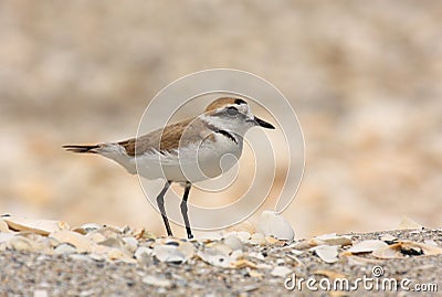 Kentish Plover Stock Photo