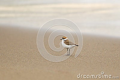 Kentish Plover on a beach Stock Photo