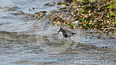 Kentish plover bird Stock Photo