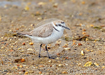 Kentish Plover - Charadrius alexandrinus, Ria Formosa Natural Park, Algarve, Portugal Stock Photo