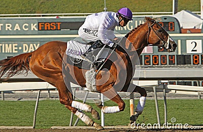 Kentucky Derby Hopeful Editorial Stock Photo