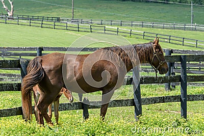 Kentucky Thoroughbred Horse in Bluegrass Field Stock Photo