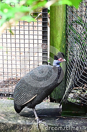 Kenya crested guineafowl Stock Photo