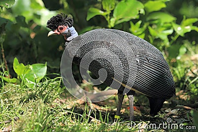 Kenya guineafowl Stock Photo