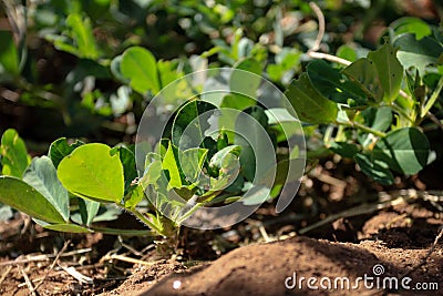 Green Plants Farm Kenyan Landscape Nature Fields Meadows In Kenya East Africa Stock Photo