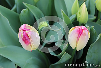 Kenzo Tulip. Two single tulips on the flower bed. Spring in the Netherlands Stock Photo