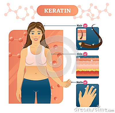 Keratin vector illustration. Hair, skin and nails example on woman. Vector Illustration