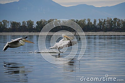 Dalmatian pelicans (Pelecanus crispus) - Kerkini lake, Greece Stock Photo