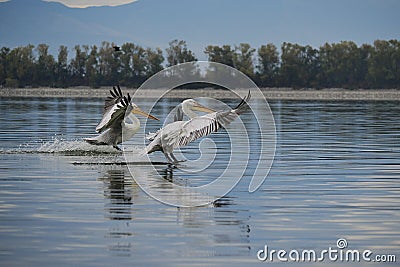 Dalmatian pelicans (Pelecanus crispus) - Kerkini lake, Greece Stock Photo