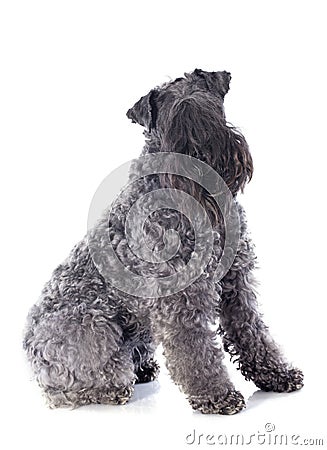 Kerry blue terrier Stock Photo