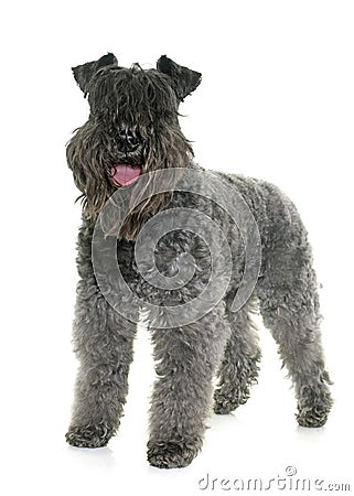 Kerry blue terrier Stock Photo