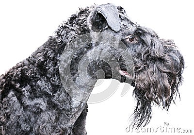 Kerry blue terrier over white Stock Photo