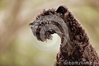 Kerry blue terrier puppy profile Stock Photo