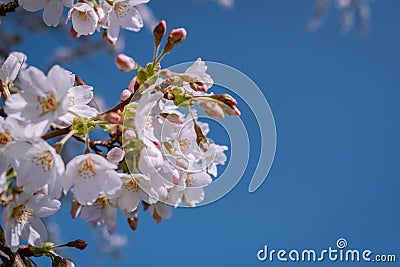 Kersenbloesempark translation flower park There are 400 cherry trees in the Amsterdamse Bos, In the spring you can enjoy Stock Photo