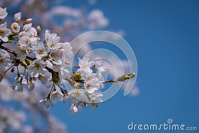 Kersenbloesempark translation flower park There are 400 cherry trees in the Amsterdamse Bos, In the spring you can enjoy Stock Photo