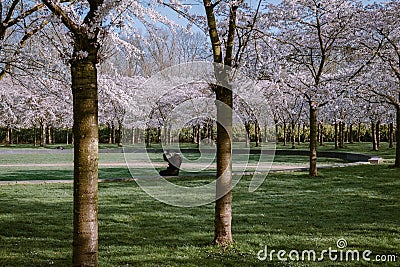 Kersenbloesempark translation flower park There are 400 cherry trees in the Amsterdamse Bos, In the spring you can enjoy Stock Photo