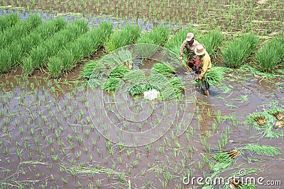 Two farmers, preparing rice seeds for planting in the rice fields, which use the traditional irrigation system, in the morning. Editorial Stock Photo