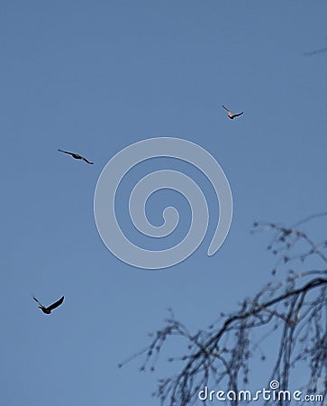 Kestrel being chased by crows Stock Photo