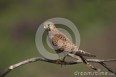 Kestrel, Falco tinnunculus Stock Photo