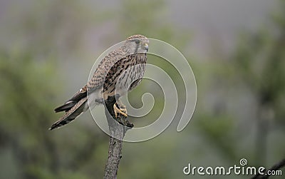 Kestrel, Falco tinnunculus Stock Photo