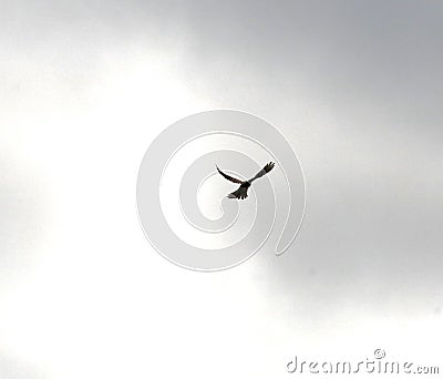 Kestrel in flight Stock Photo