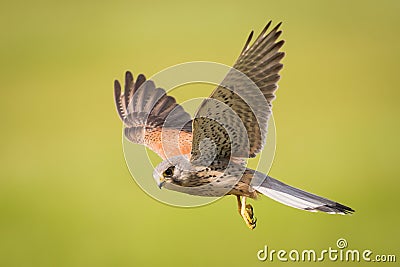 Kestrel in flight Stock Photo