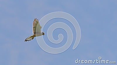 Kestrel in flight in search of a prey, which observes Stock Photo