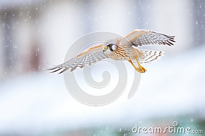 a kestrel with slight motion blur as it hovers in windy conditions Stock Photo