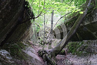 Bormann's bunker at the Wolf's Lair (Wilczy Szaniec, Wolfsschanze) Editorial Stock Photo