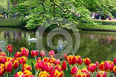 Keukenhof Stock Photo