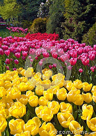 Keukenhof flower garden in Lisse, Netherlands Stock Photo