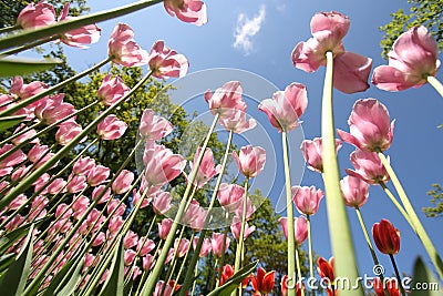 Keukenhof garden in Holland Stock Photo