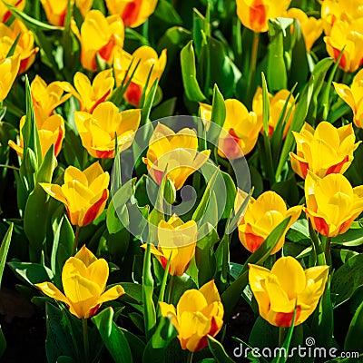 Keukenhof gardens in the Netherlands during spring. Close up of blooming flowerbeds of tulips, hyacinths, narcissus Stock Photo