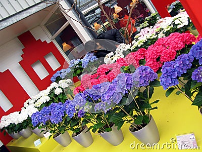 Keukenhof, Holland- april 04, 2007: beautiful original decoration of exhibition halls. Many blue, white, pink colorful flowers Editorial Stock Photo