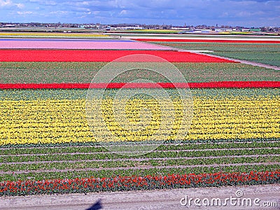 Keukenhof, Holland- april 04, 2007: huge fields of blooming tulips of different colors matched in textures, Editorial Stock Photo