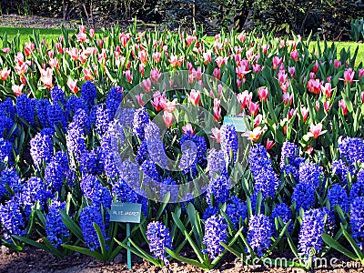 Keukenhof, Holland- april 04, 2007: Many blue, yellow, white, pink colorful flowers Editorial Stock Photo