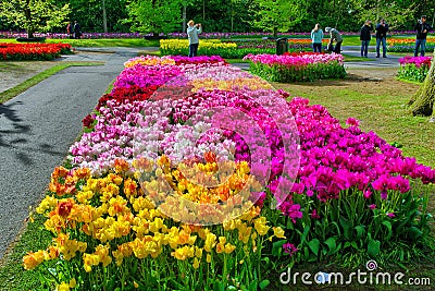 KEUKENHOF HOLLAND - MAI 2014: Colorful pink, red and yellow tulips Editorial Stock Photo