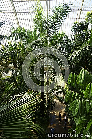 Kew Garden London green house tropical plants and flowers Editorial Stock Photo