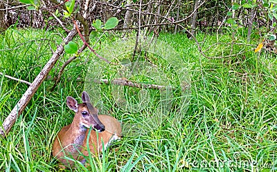 A Key Deer Doe in natural habitat, an endangered species found on Big Pine Key in the Florida Keys Stock Photo