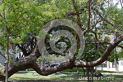 Key West Park Tree Stock Photo