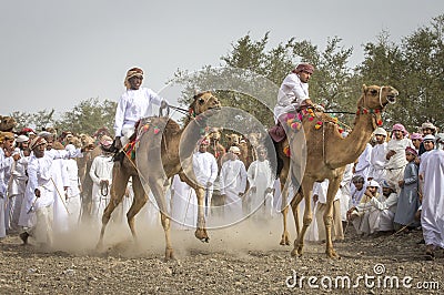 omani men getting ready to race their camels on a dusty countryside road Editorial Stock Photo