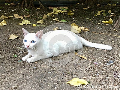 Pretty Thai cat, white fur body and blue eyes Stock Photo
