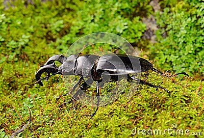 Khao-yai stag beetle (Hexarthrius nigritus) Stock Photo